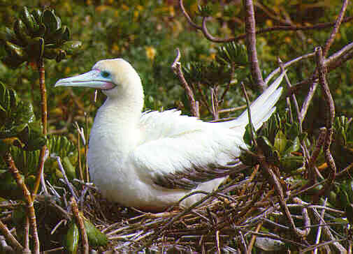 Blog Naturaleza educativa booby1 Islas del mundo - Midway: la isla solitaria 